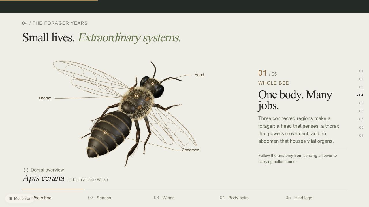 The interactive bee anatomy chapter on Dr. Srinivasan’s website, with a 3D bee, labelled callouts, and chapter controls.